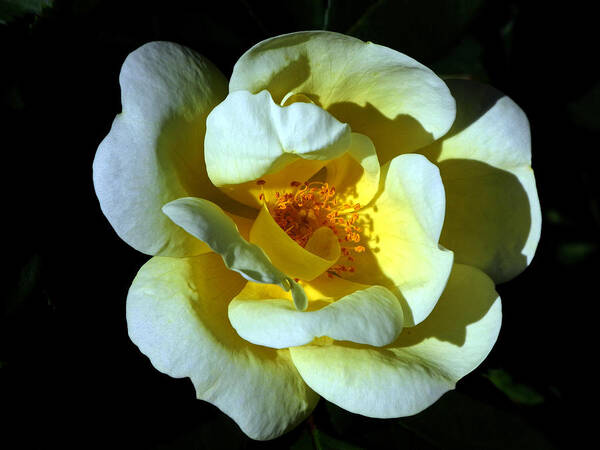 Rose Poster featuring the photograph In Light by Lynda Lehmann