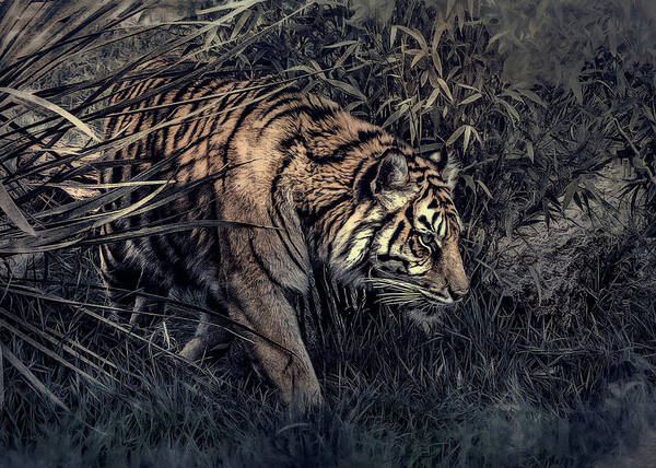 Sumatran Tiger Poster featuring the photograph In The Still of The Night by Brian Tarr