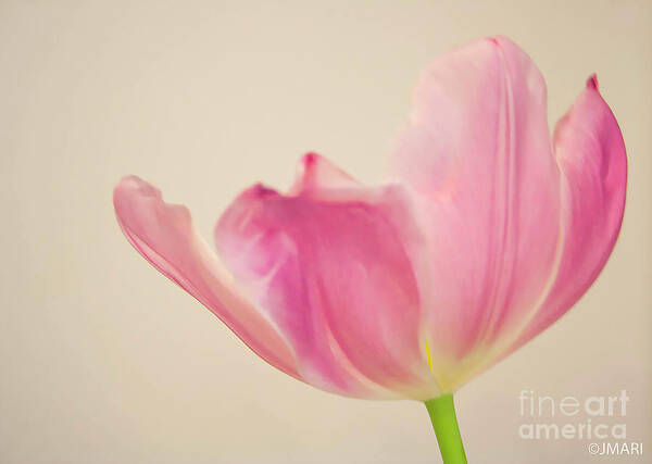 #tulip Beauty #interiordesign #floral Poster featuring the photograph In the Wind by Jacquelinemari