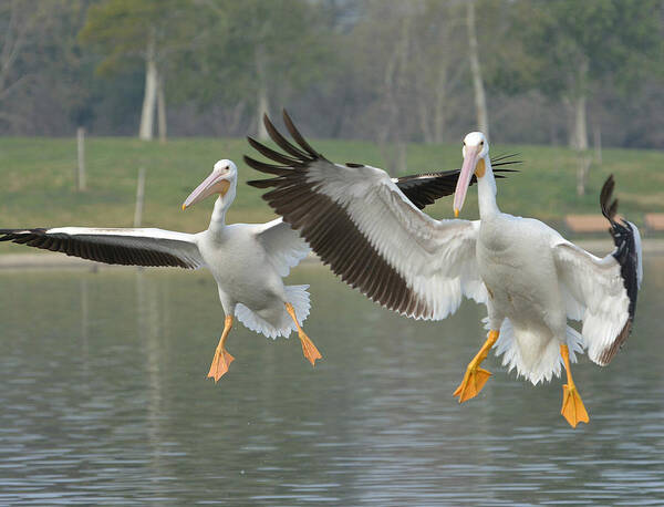 American White Pelicans Poster featuring the photograph In Unison by Fraida Gutovich