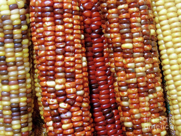 Corn Poster featuring the photograph Indian Corn by D Hackett