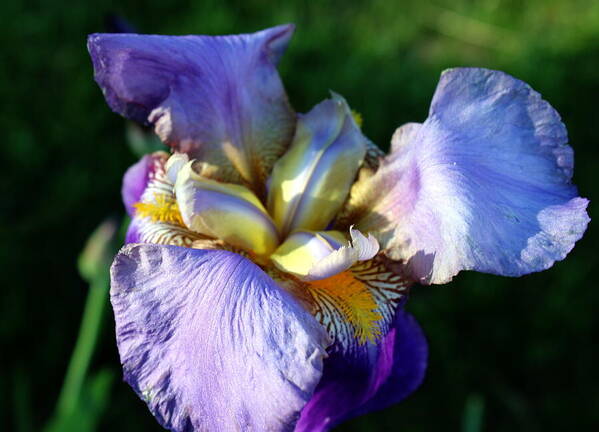 Flower Poster featuring the photograph Iris in bloom by Jean Evans