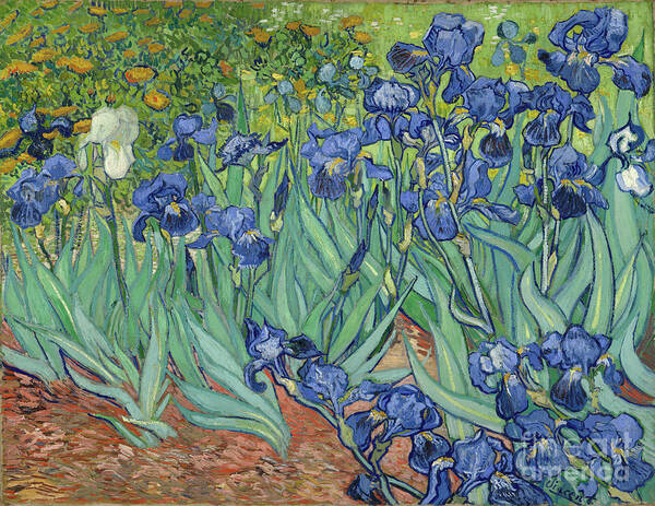 Famous Poster featuring the painting Irises by Vincent van Gogh by Esoterica Art Agency