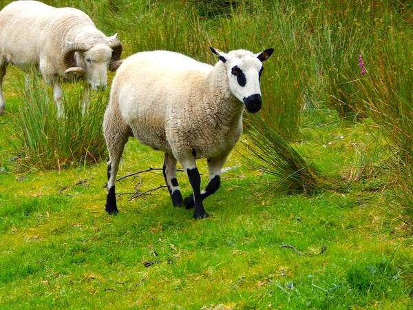 Irish Sheep Poster featuring the photograph Irish Sheep by Sue Morris