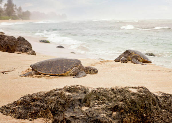 Chelonia Mydas Poster featuring the photograph Island Rest by Heather Applegate