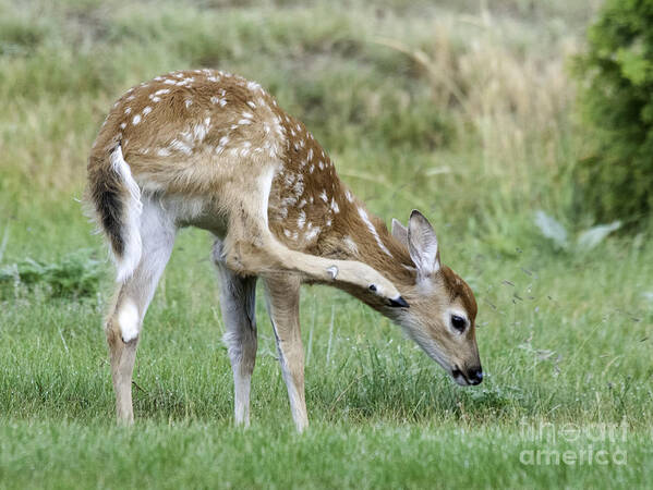 Whitetail Poster featuring the photograph Itchy Fawn by Gary Beeler