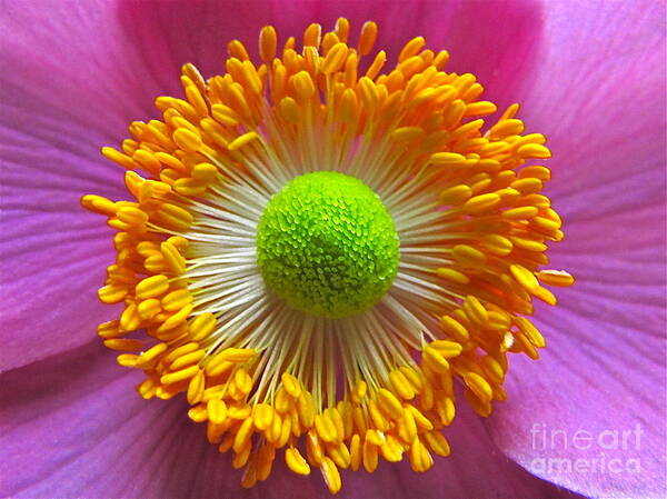 Photography Poster featuring the photograph Japanese Anemone Close Up by Sean Griffin