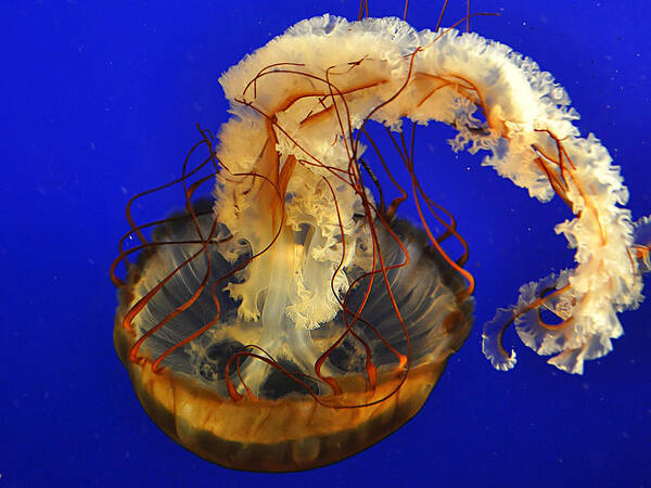 Jellyfish Poster featuring the photograph Jellyfish by Marion McCristall