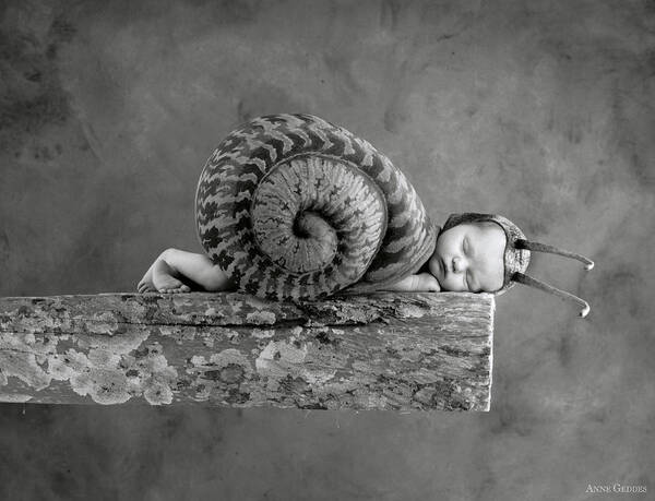 Black And White Poster featuring the photograph Julia Snail by Anne Geddes