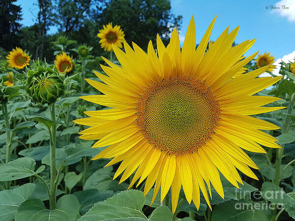 Nature Poster featuring the photograph July sunshine by Felicia Tica