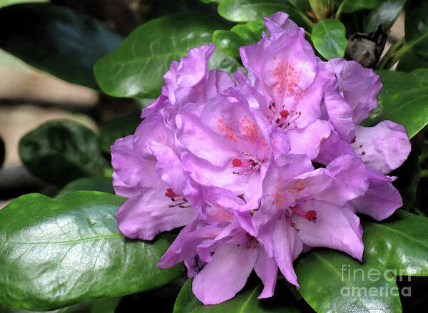 Rhododendron Poster featuring the photograph June Daphnoides by Chris Anderson