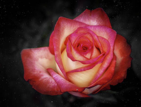 Roses Poster featuring the photograph Just Because by Elaine Malott