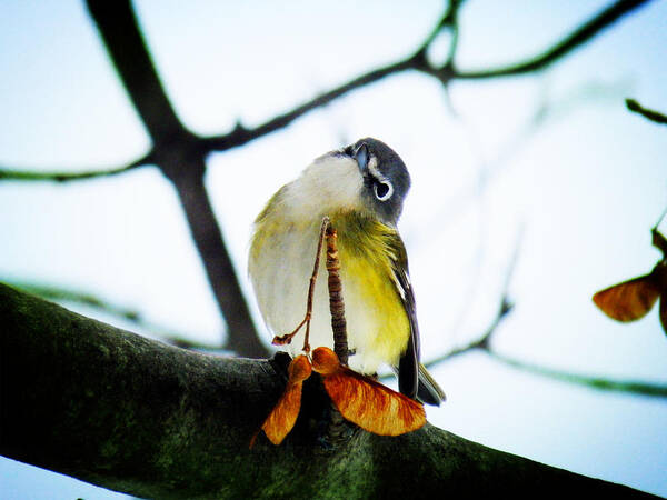 Blue-headed Vireo Poster featuring the photograph Just Curious by Zinvolle Art