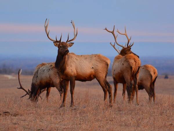 Elk Poster featuring the photograph Kansas Elk 2 by Keith Stokes
