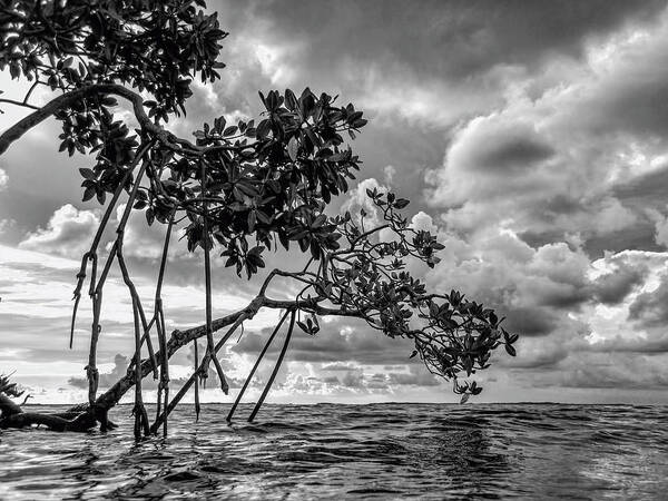 Black And White Poster featuring the photograph Key Largo Mangroves by Louise Lindsay