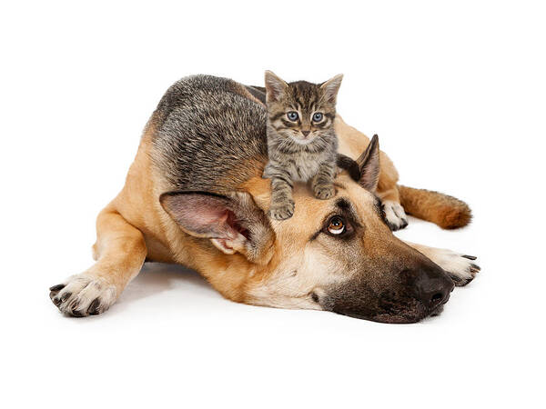 Dog Poster featuring the photograph Kitten laying on German Shepherd by Good Focused