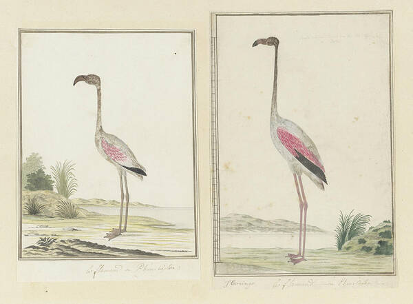 Kleine Flamingo (phoeniconaias Minor) Poster featuring the painting Kleine flamingo by Celestial Images