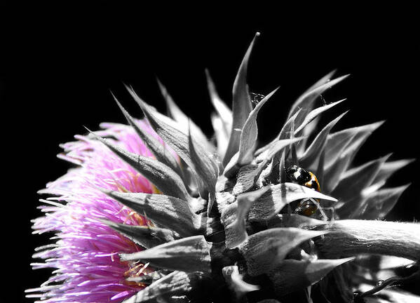 Thistle Poster featuring the photograph Lady Bug Thistle by Karl Manteuffel