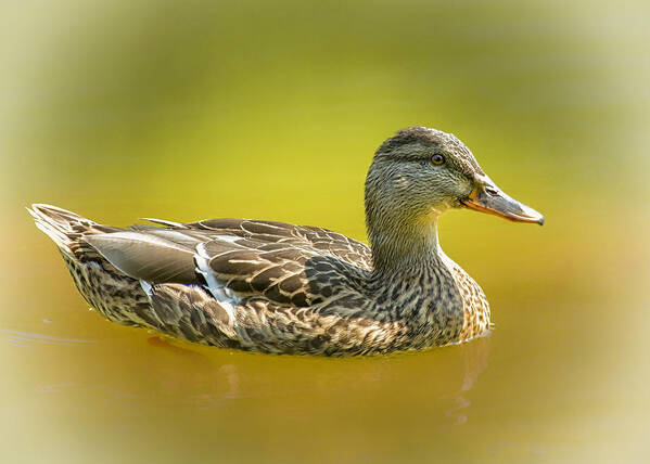 Duck Poster featuring the photograph Lady Mallard On The Pond by Bill and Linda Tiepelman