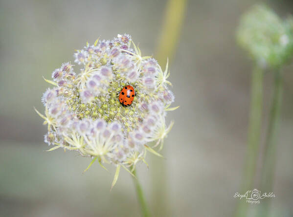 Lady Bug Poster featuring the photograph Lady on the Lace by Steph Gabler