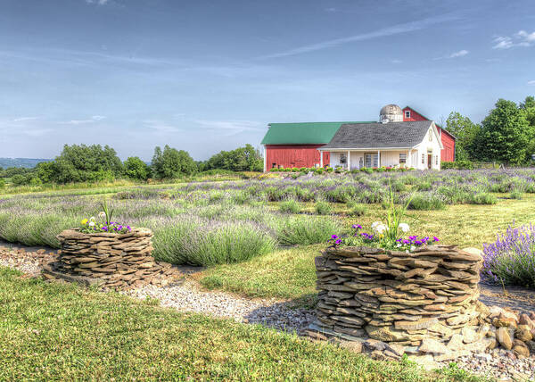 Farm Poster featuring the photograph Lavender Farm by Rod Best