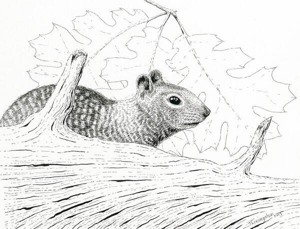 Squirrel Poster featuring the drawing Laying Low by Timothy Livingston