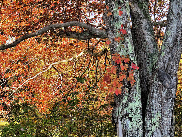 Leaves Poster featuring the photograph Leaves and Bark by Janice Drew