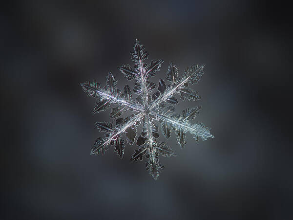 Snowflake Poster featuring the photograph Leaves of ice II by Alexey Kljatov