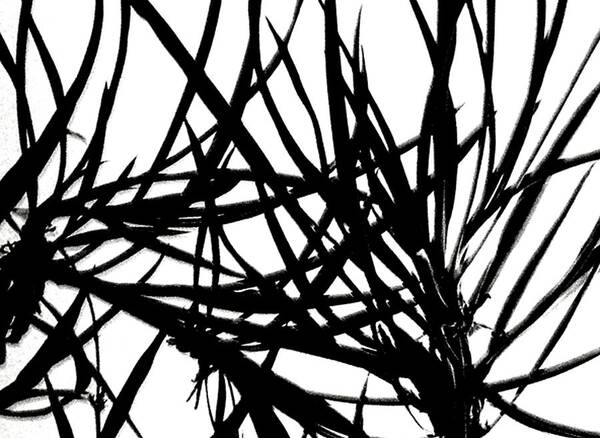 Lee Krasner Poster featuring the digital art Lee Krasner Spider Plant Detail 1 by Dick Sauer