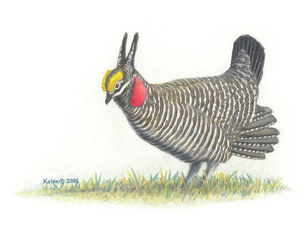 Game Birds Poster featuring the drawing Lesser Prairie-Chicken by Kalen Malueg