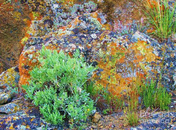 Sagebrush Poster featuring the photograph Lichen Rainbow  by Michele Penner