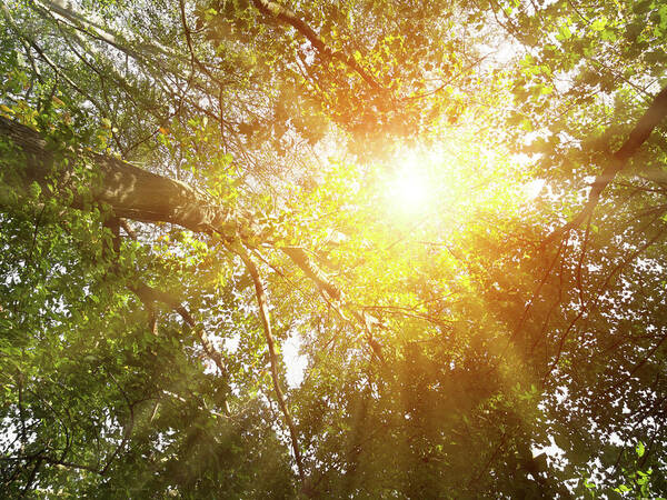 Trees Poster featuring the photograph Light From Above by Wim Lanclus