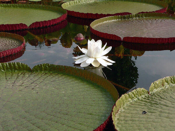 Water Lily Poster featuring the photograph Lily by David Bearden