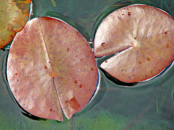 Lily Pads Poster featuring the photograph Lily Pads 1 by Diana Douglass