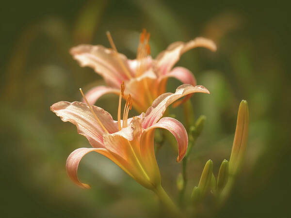 Picture Pink Daylilies Poster featuring the photograph Lily Pair - Indian Summer by MTBobbins Photography