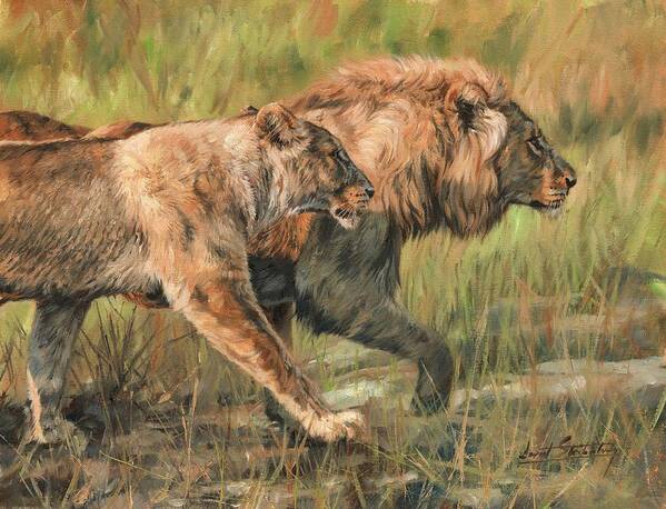 Lion Poster featuring the painting Lion and Lioness by David Stribbling