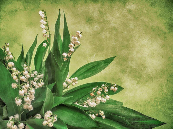 Lily Of The Valley Poster featuring the photograph Little Poison by Wim Lanclus