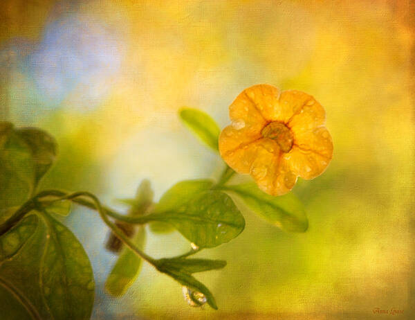 Yellow Flower Poster featuring the photograph Lone Yellow Flower by Anna Louise