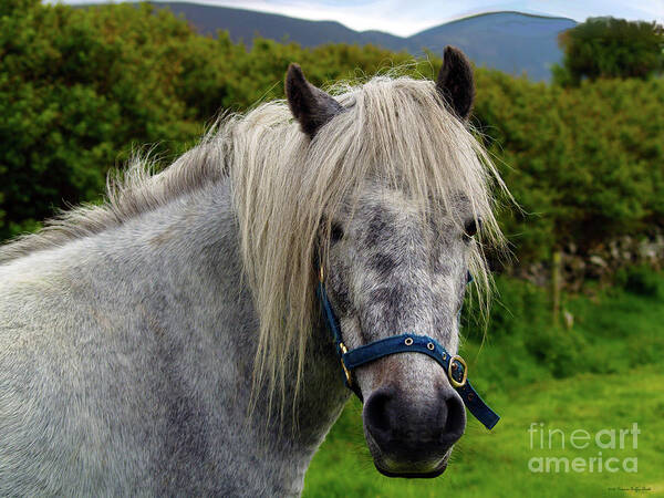 Horse Photography Poster featuring the photograph Looking for Handouts on the Dingle Peninsula by Patricia Griffin Brett