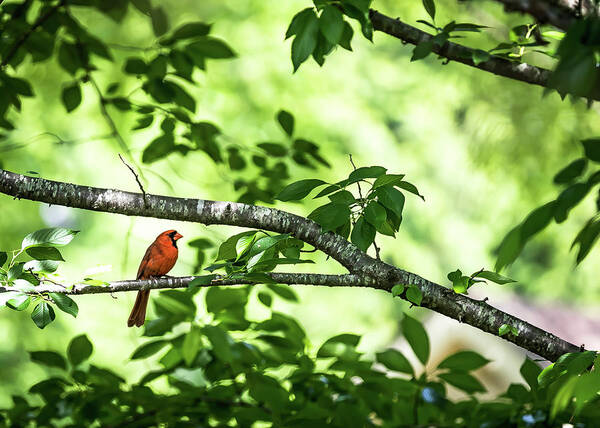 Policebird Poster featuring the digital art Lord Redbird and the Bokeh by Ed Stines