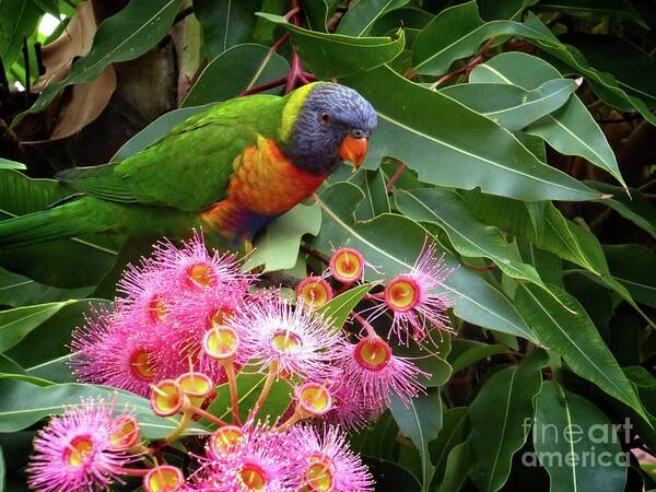 Lorikeet Poster featuring the photograph Lorikeet by Fran Woods