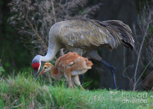 Sandhill Cranes Poster featuring the photograph Loving Sandhill with Colt by Carol Groenen