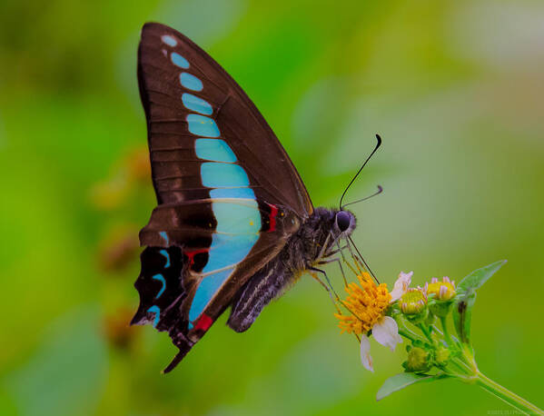 Blue Triangle Poster featuring the photograph Macro Blue Triangle Butterfly on Okuma by Jeff at JSJ Photography