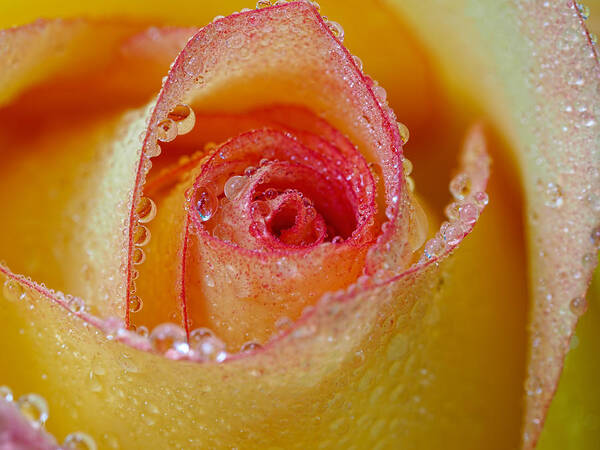 Rose Poster featuring the photograph Macro Yellow and Red Rose by Brad Boland
