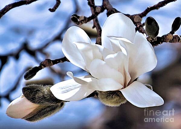 Magnolias Poster featuring the photograph Magnolia Branch by Janice Drew
