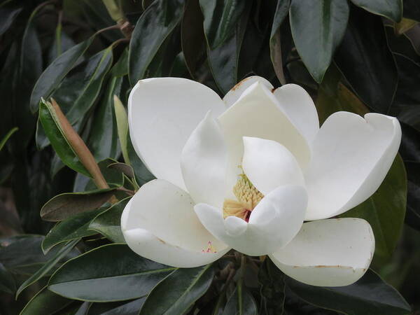 Magnolia Poster featuring the photograph Magnolia Unfolding by Judith Lauter