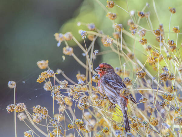 Gilbert Poster featuring the photograph Male House Finch 7335 by Tam Ryan