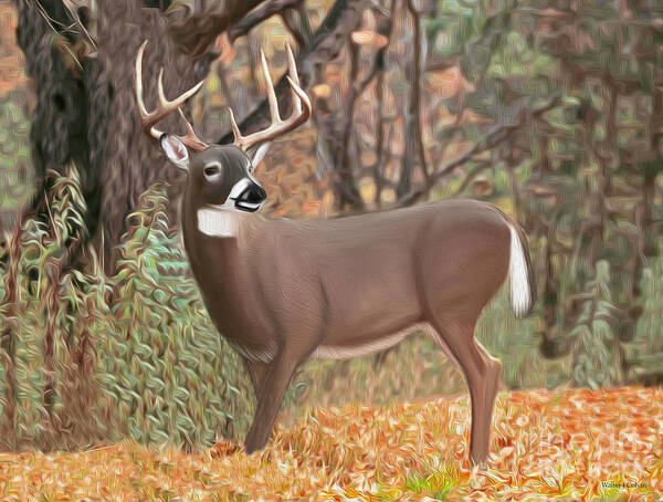 Mule Deer Poster featuring the digital art Male Mule Deer Painting by Walter Colvin