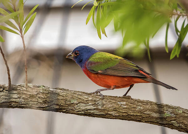 Bird Poster featuring the photograph Male Painted Bunting by Norman Peay
