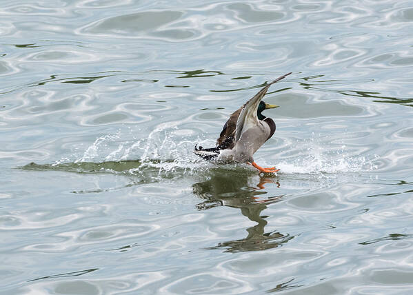 Mallard Poster featuring the photograph Mallard Duck Sticks His Landing by Holden The Moment